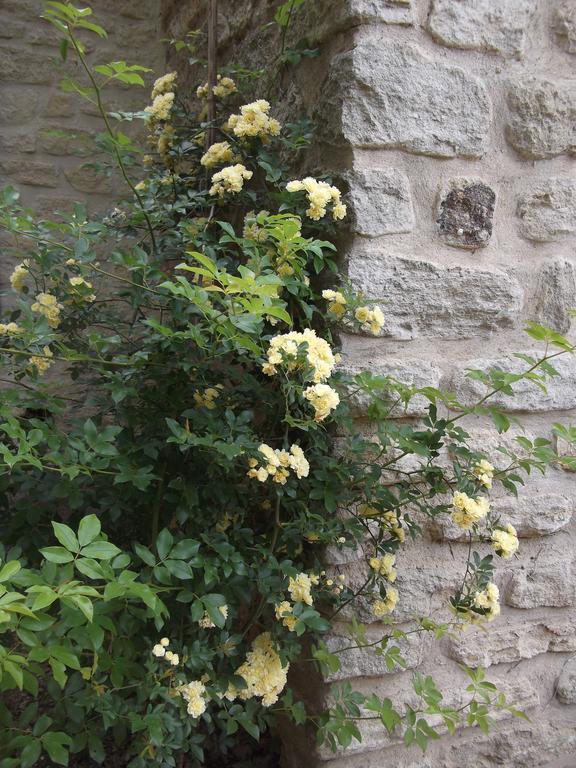 La Bastide Du Vallon Guest House Saumane-de-Vaucluse ภายนอก รูปภาพ