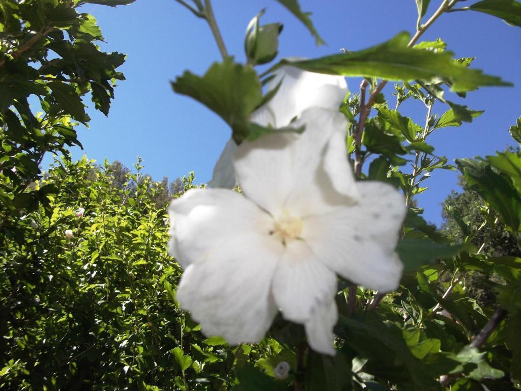 La Bastide Du Vallon Guest House Saumane-de-Vaucluse ภายนอก รูปภาพ